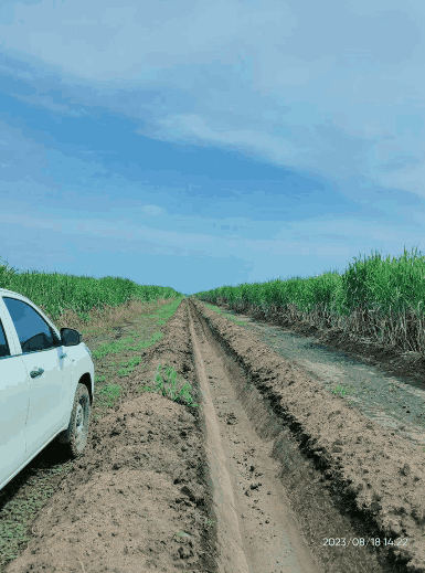 Canal en operación llevando agua al cultivo